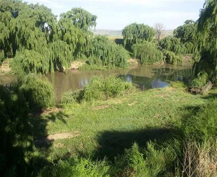 Wilge River under willow trees | Aanleg Caravan Park - Free State - Frankfort - Wilge River