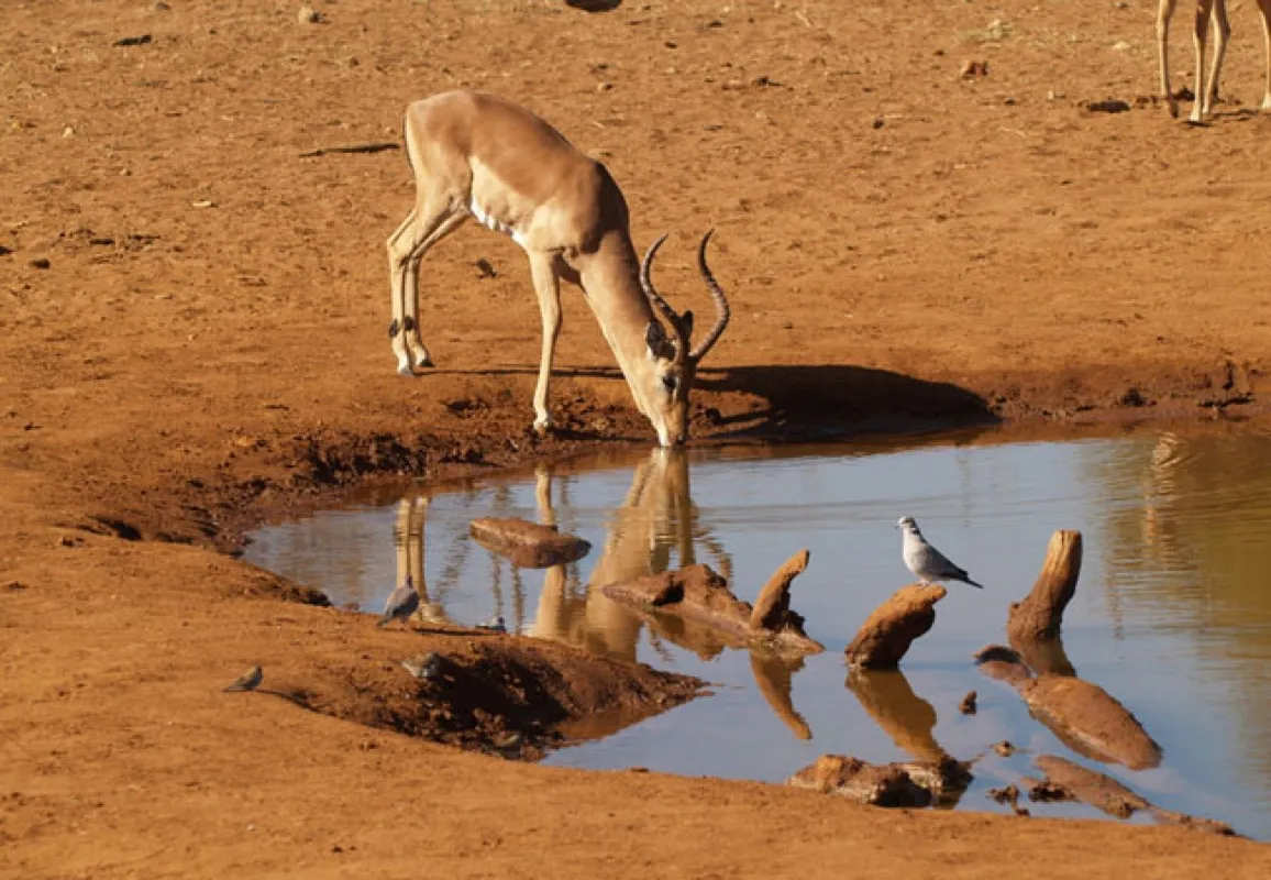 Wildlife at a reserve waterhole | Sandveld Nature Reserve - Free State - Bloemhof - Bloemhof Dam