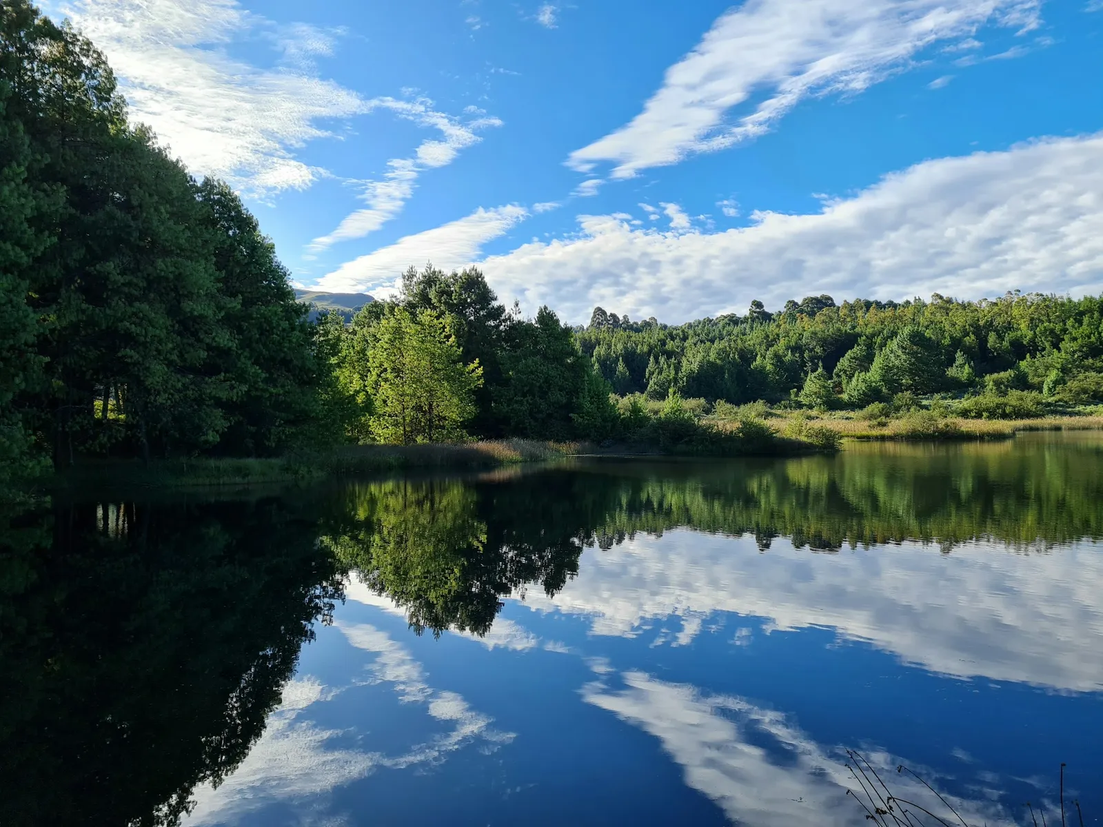 Bass dam among the pines | Ukutula Resort - Mpumalanga - Dullstroom
