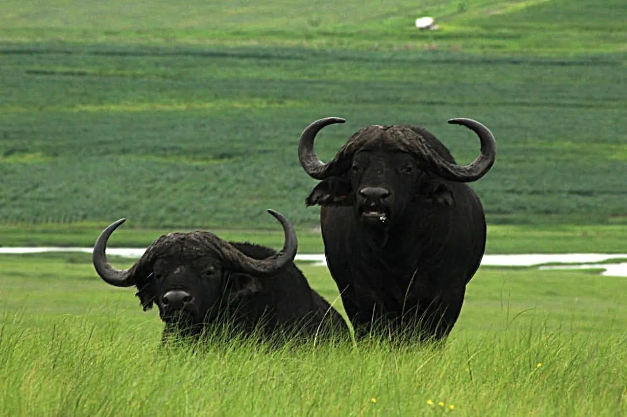 Buffalo at a waterhole | Silver Water Lodge - Mpumalanga - Bethal