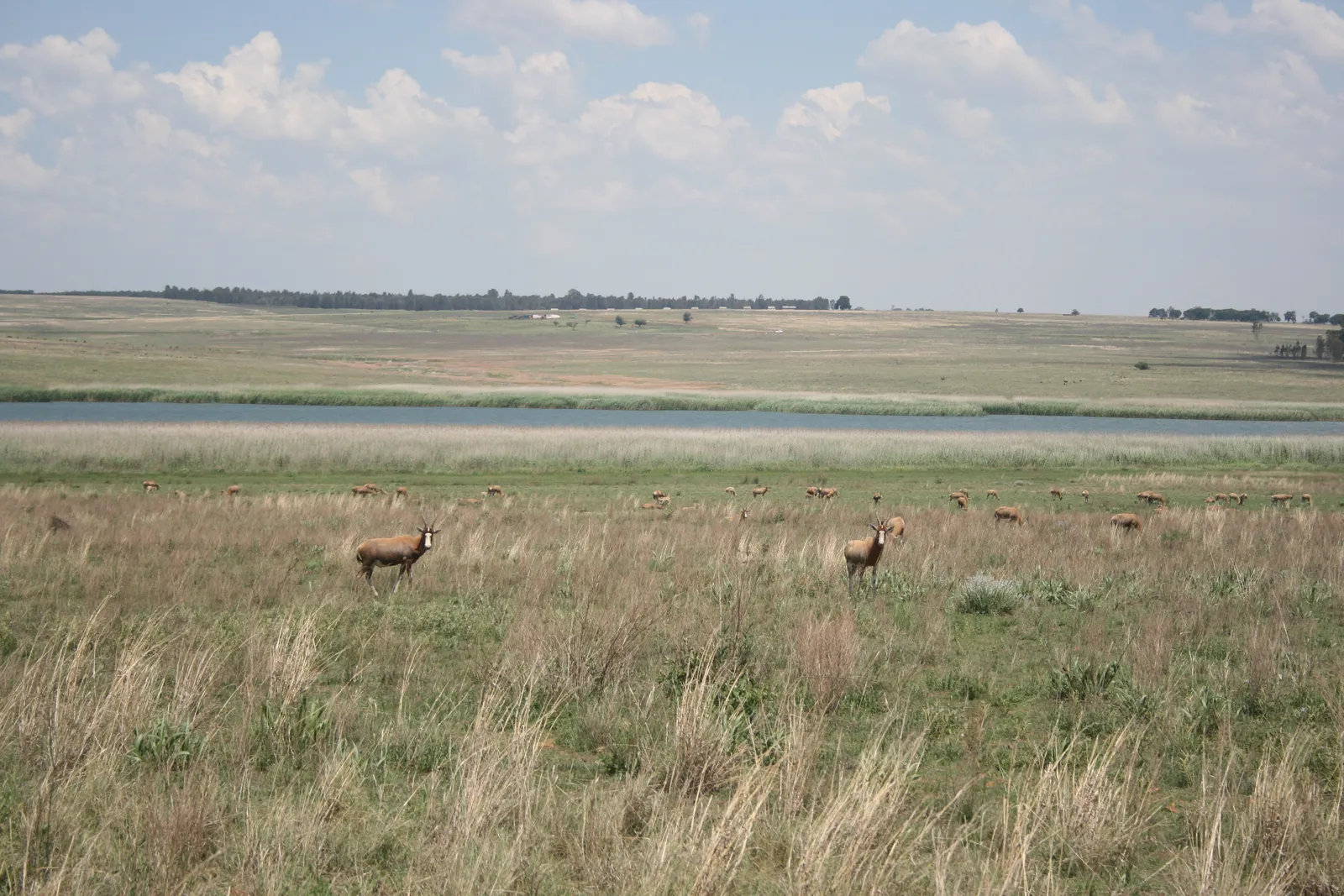 Blesbok on the reserve grasslands | Bronkhorstspruit Dam Nature Reserve - Gauteng - Bronkhorstspruit - Bronkhorstspruit Dam