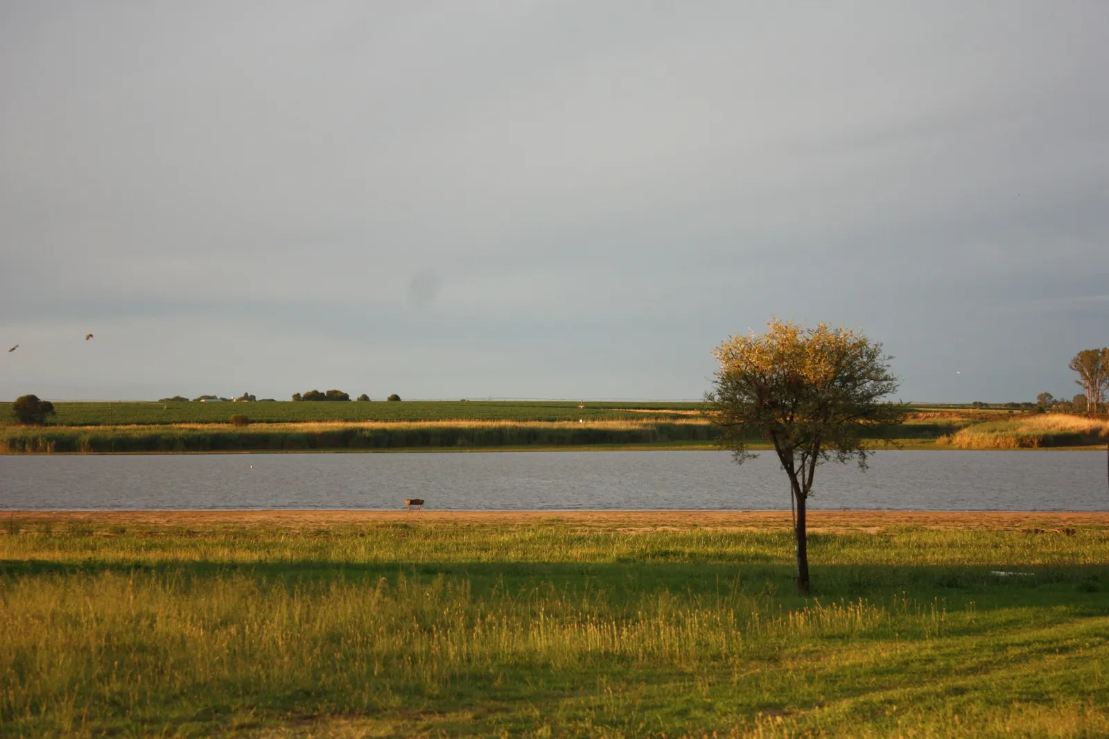 Dam view with tree at sunset at Dejandri | Dejandri - North West - Ventersdorp
