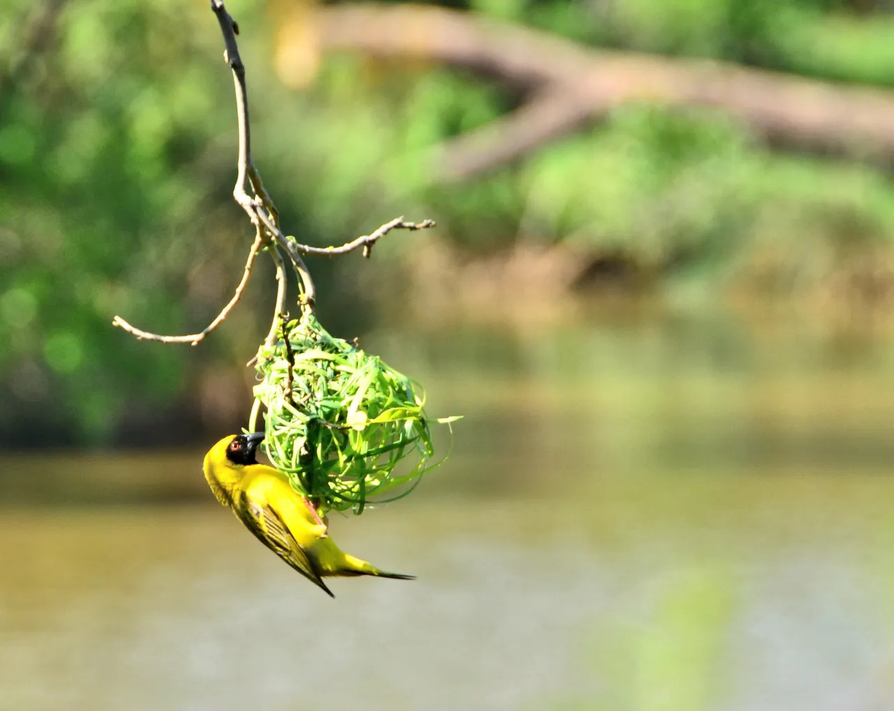 Weaver nest at the water's edge | Struben Dam Bird Sanctuary - Gauteng - Pretoria - Struben Dam