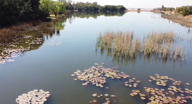 Dam with lily pads | African Hills - Gauteng - Bronkhorstspruit