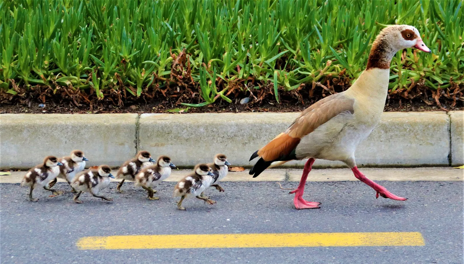 Egyptian geese crossing a reserve road | Rietvlei Nature Reserve - Western Cape - Milnerton - Rietvlei Dam