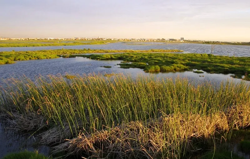 Rietvlei wetland pans at sunset | Rietvlei Nature Reserve - Western Cape - Milnerton - Rietvlei Dam
