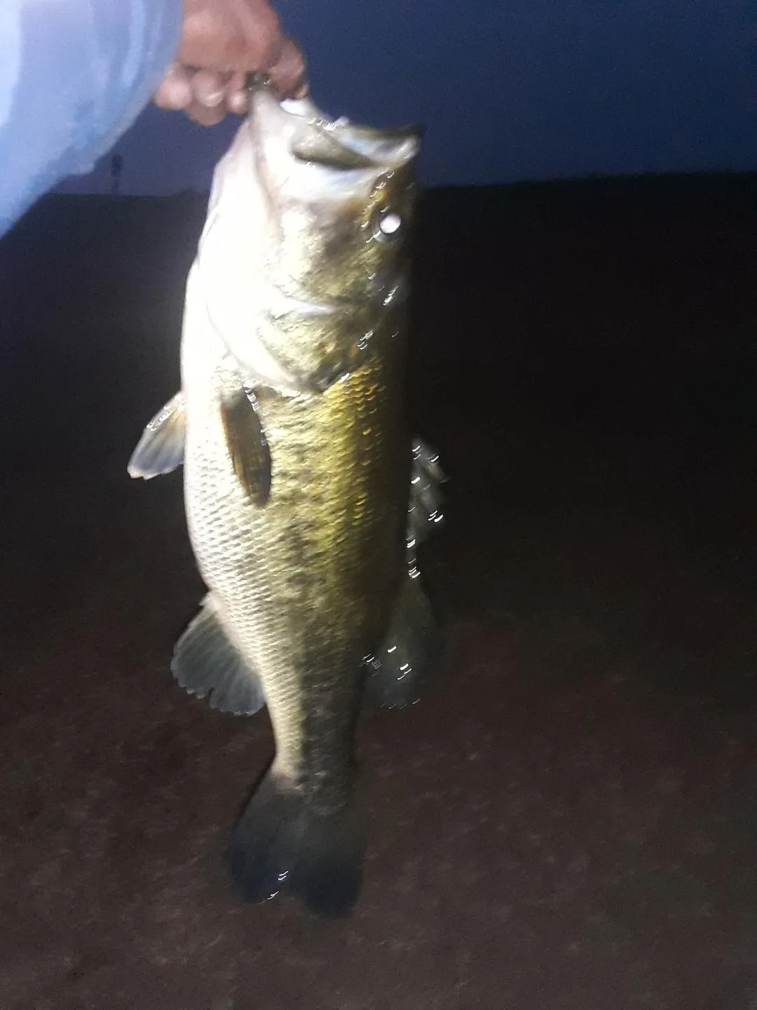 Night bass catch at the dam | Middelburg Dam Caravan Park - Mpumalanga - Middelburg - Middelburg Dam