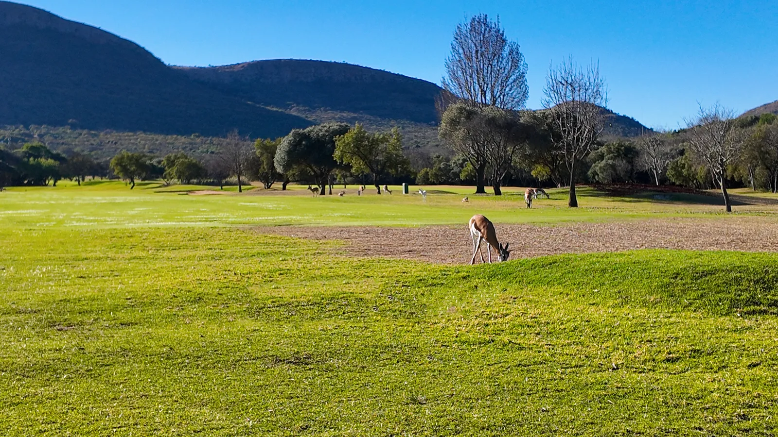 Springbok grazing on resort lawns | Magalies Park - North West - Hartbeespoort - Hartbeespoort Dam