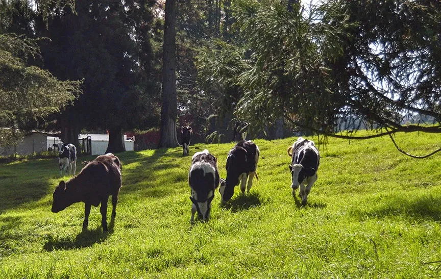 Dairy cattle grazing on the farm | Kildare Farm Cottages - KwaZulu-Natal - Nottingham Road