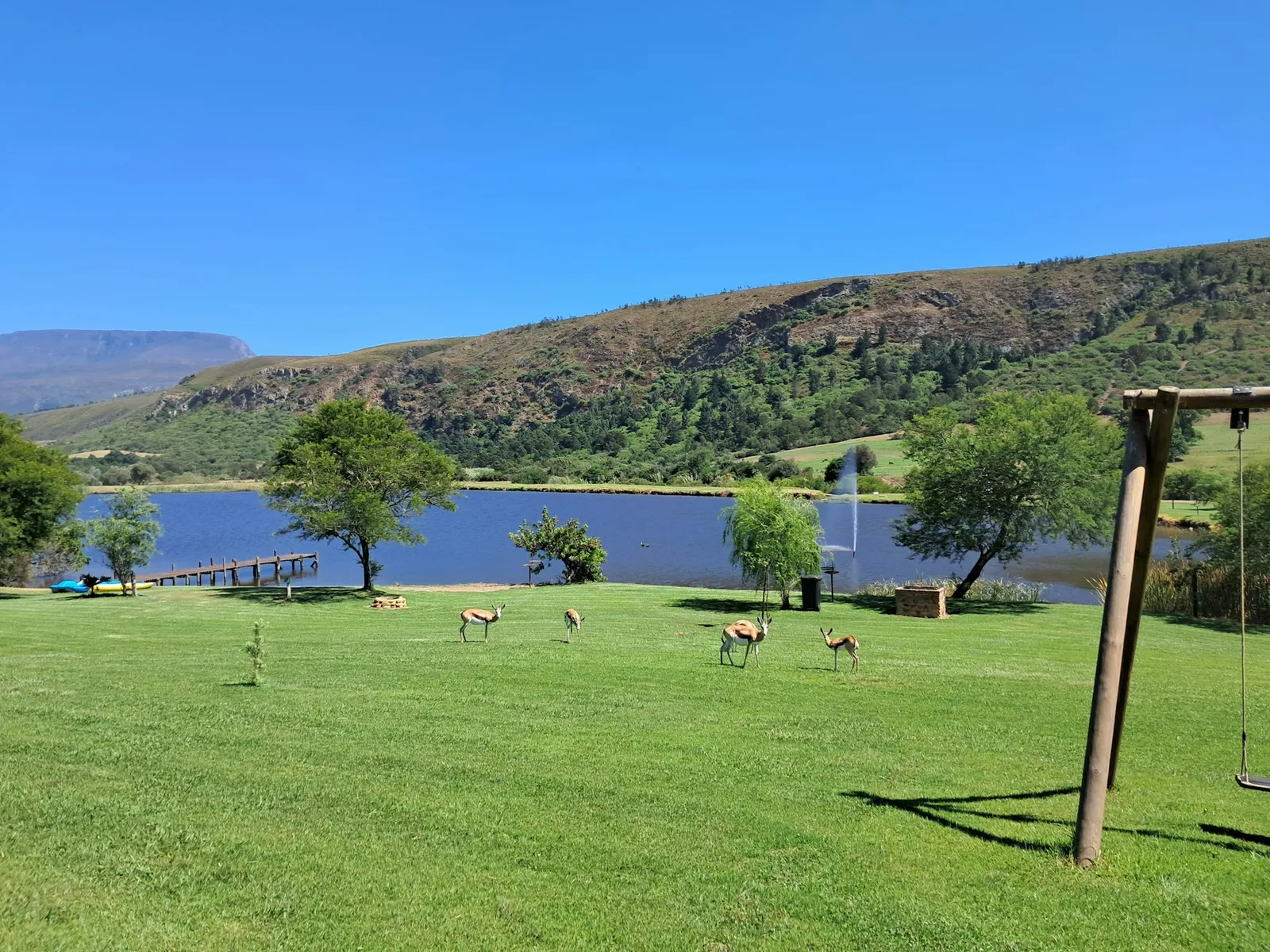 Springbok on the lawn by the dam at Camp Area 1, FleckVieh | Fleckvieh Guest Farm - Camp Area 1 - Western Cape - Swellendam