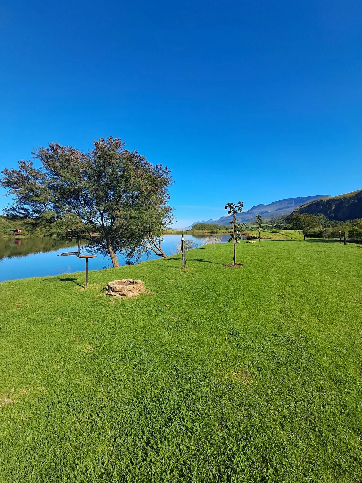 Tree on the lawn by the dam at Camp Area 4, FleckVieh | Fleckvieh Guest Farm - Camp Area 4 - Western Cape - Swellendam