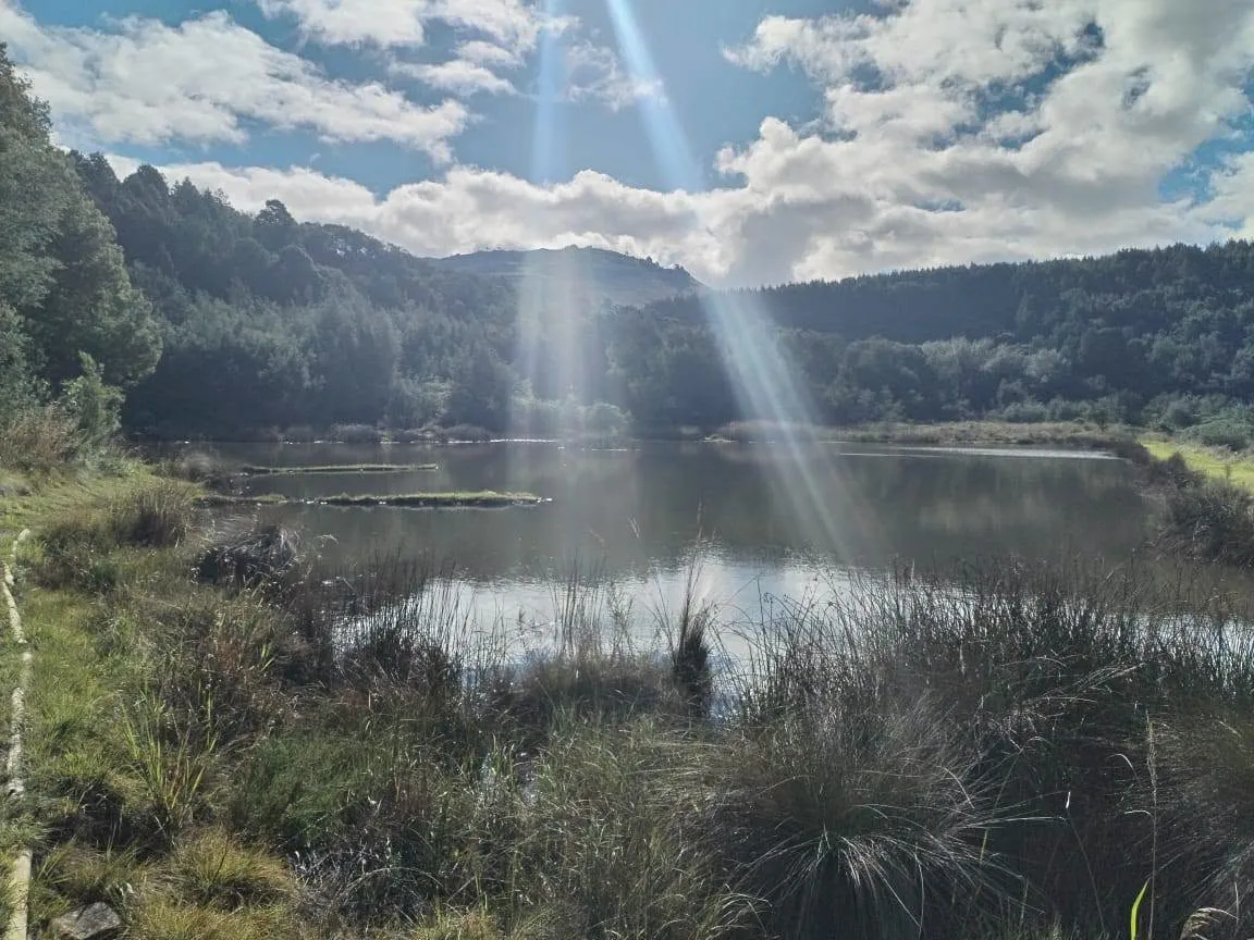 Trout dam and forest hills | Hartfell Farm - Mpumalanga - Dullstroom