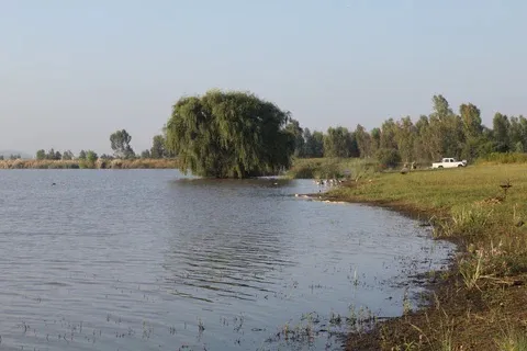 Willow tree on the dam bank | Camping and Fishing (Arrie se Dam) - Gauteng - Westonaria - Arrie se Dam