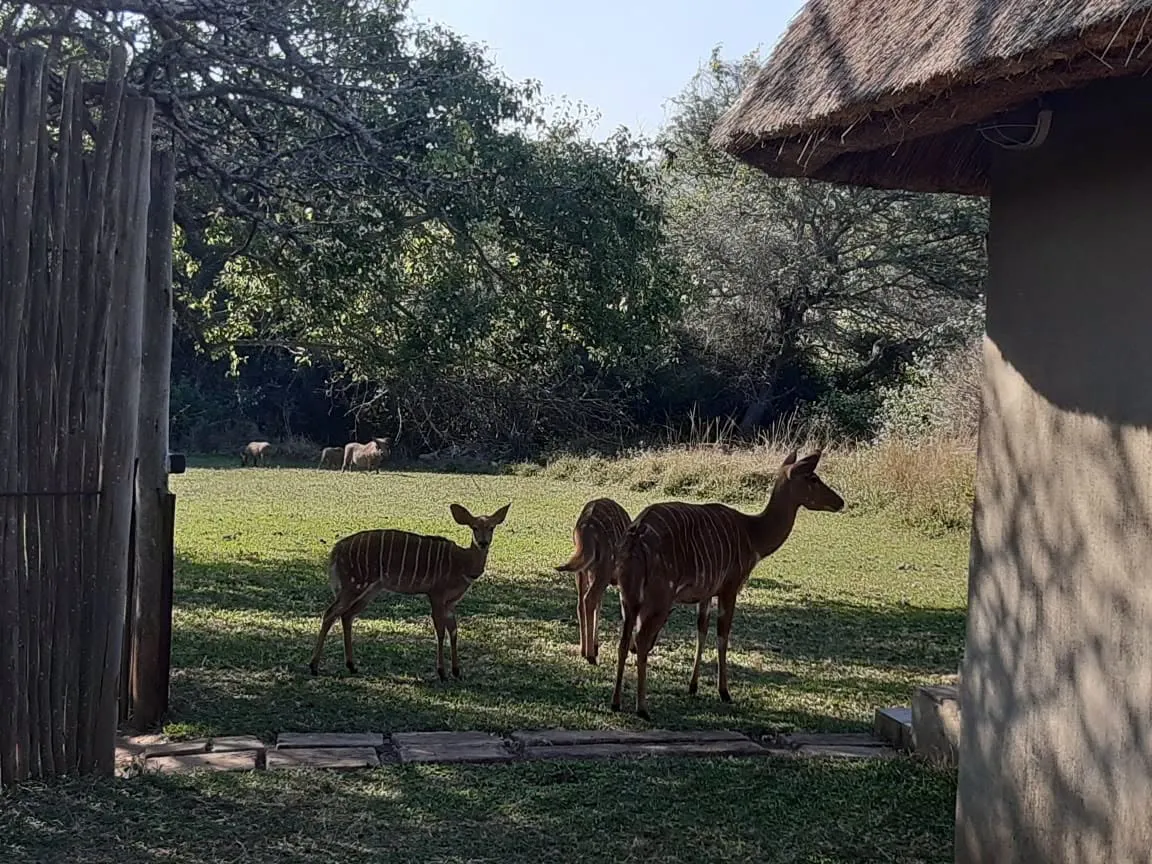 Thatched chalets with nyala on the lawn | Nkonkoni Fishing Camp - KwaZulu-Natal - Pongola - Jozini Dam