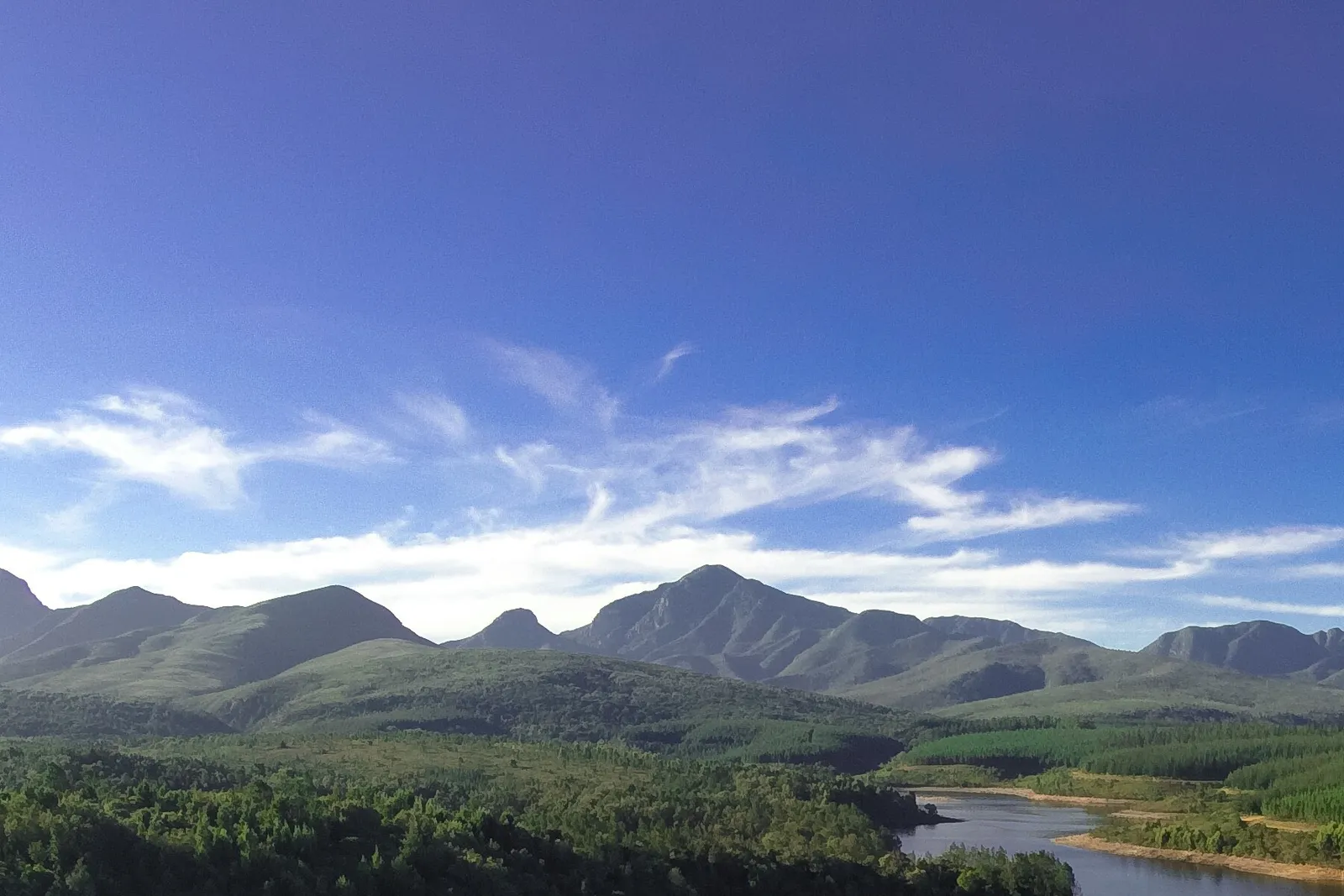 Indigenous forest along the water | Garden Route Dam - Western Cape - George - Garden Route Dam