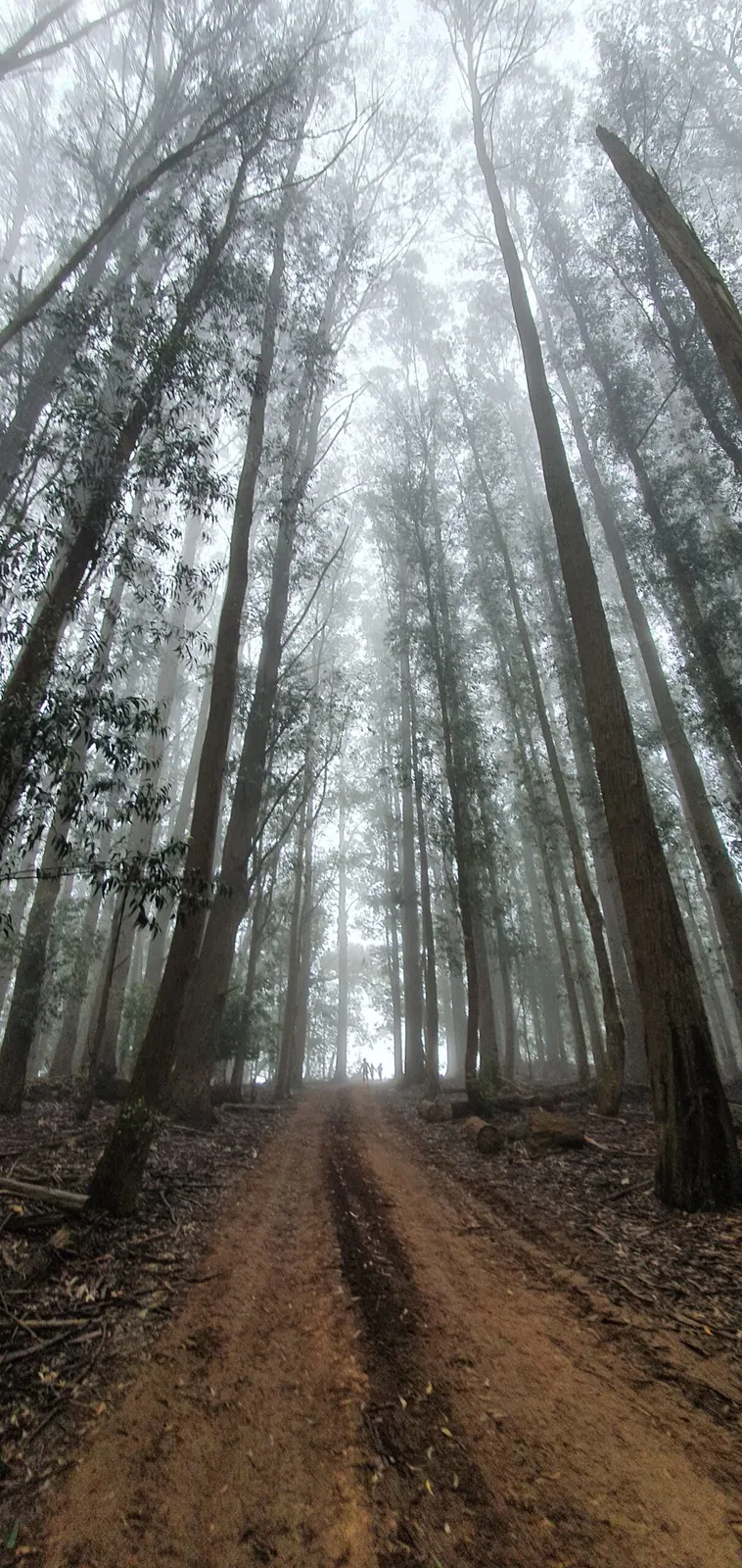 Trees | Blesberg Farm Cottages - KwaZulu-Natal - Lidgetton