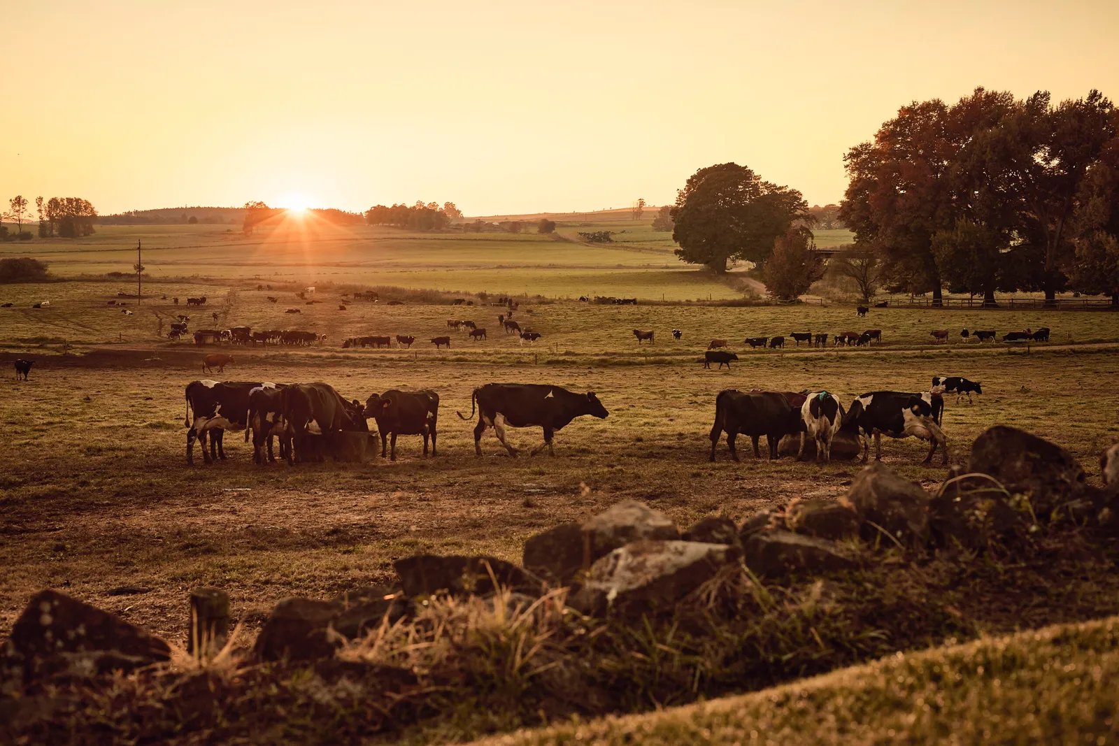 Cows sunset | Blesberg Farm Cottages - KwaZulu-Natal - Lidgetton