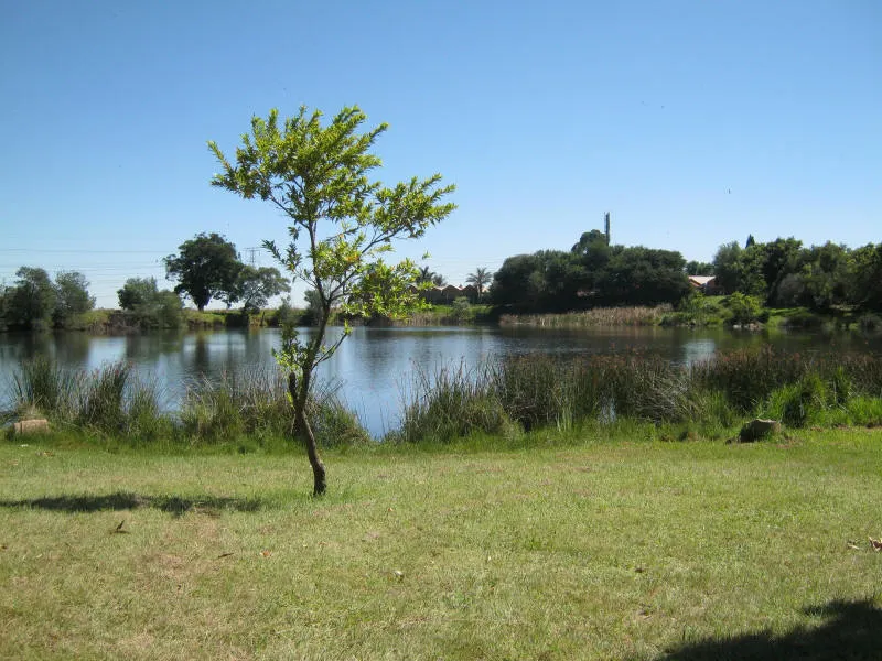 Dam shoreline with reeds | Dowerglen Dam - Gauteng - Edenvale - Dowerglen Dam