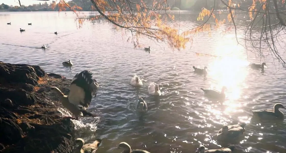 Emmarentia Dam shoreline | Emmarentia Dam - Gauteng - Johannesburg - Emmarentia Dam